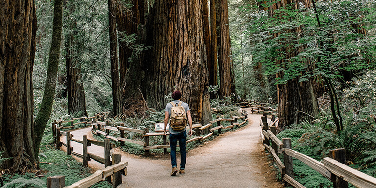 A young man walking with a backpack through a forest path with redwood trees